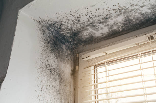 Affordable Mold Cleanup solutions in Richfield, PA